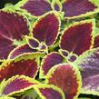 Pochvatec, Pokojová kopřiva 'Mosaic Burgundy Velvet' - Coleus blumei 'Mosaic Burgundy Velvet'