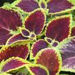 Pokojová kopřiva 'Mosaic Burgundy Velvet' - Coleus blumei 'Mosaic Burgundy Velvet'