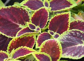Pochvatec, Pokojová kopřiva 'Mosaic Burgundy Velvet' - Coleus blumei 'Mosaic Burgundy Velvet'
