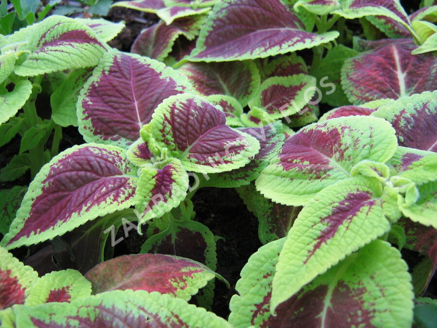 Pochvatec, Pokojová kopřiva 'Mosaic Burgundy Velvet' - Coleus blumei 'Mosaic Burgundy Velvet'