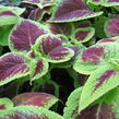 Pochvatec, Pokojová kopřiva 'Mosaic Burgundy Velvet' - Coleus blumei 'Mosaic Burgundy Velvet'