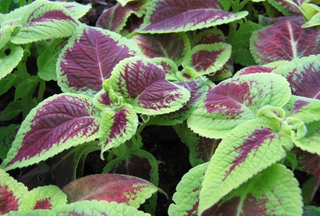 Pochvatec, Pokojová kopřiva 'Mosaic Burgundy Velvet' - Coleus blumei 'Mosaic Burgundy Velvet'