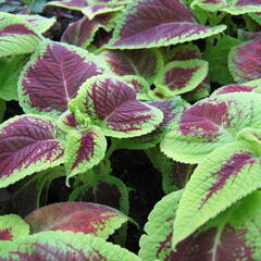 Pochvatec, Pokojová kopřiva 'Mosaic Burgundy Velvet' - Coleus blumei 'Mosaic Burgundy Velvet'