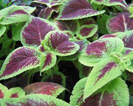 Pochvatec, Pokojová kopřiva 'Mosaic Burgundy Velvet'