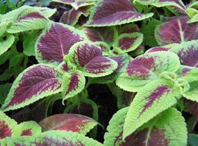 Pochvatec, Pokojová kopřiva 'Mosaic Burgundy Velvet' - Coleus blumei 'Mosaic Burgundy Velvet'