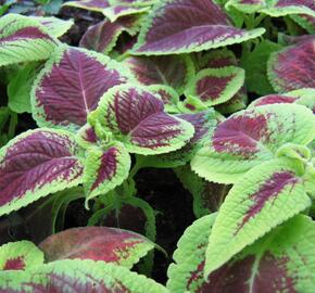 Pokojová kopřiva 'Mosaic Burgundy Velvet' - Coleus blumei 'Mosaic Burgundy Velvet'