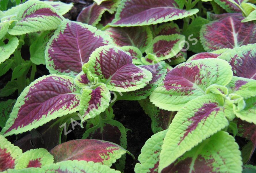 Pochvatec, Pokojová kopřiva 'Mosaic Burgundy Velvet' - Coleus blumei 'Mosaic Burgundy Velvet'