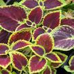 Pochvatec, Pokojová kopřiva 'Mosaic Burgundy Velvet' - Coleus blumei 'Mosaic Burgundy Velvet'