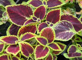 Pochvatec, Pokojová kopřiva 'Mosaic Burgundy Velvet' - Coleus blumei 'Mosaic Burgundy Velvet'