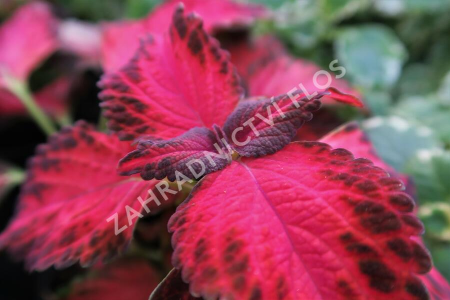 Pochvatec, Pokojová kopřiva 'King Henry' - Coleus blumei 'King Henry'