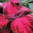 Pochvatec, Pokojová kopřiva 'King Henry' - Coleus blumei 'King Henry'