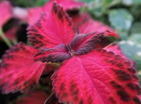 Pochvatec, Pokojová kopřiva 'King Henry' - Coleus blumei 'King Henry'