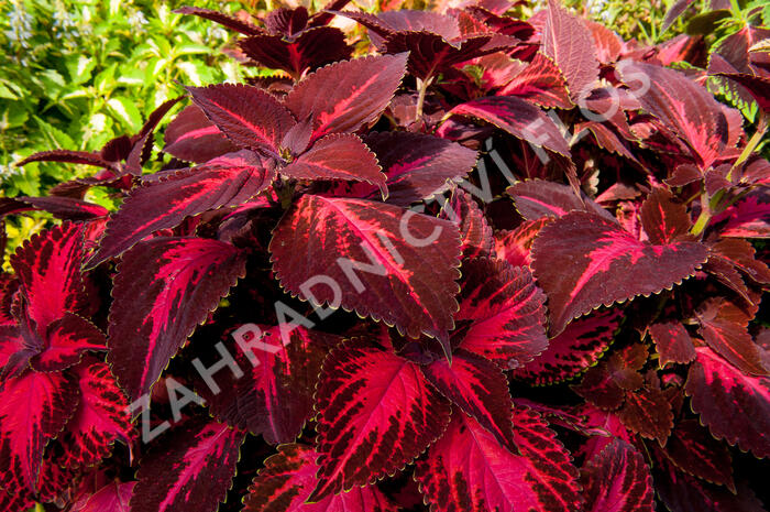 Pochvatec, Pokojová kopřiva 'King Henry' - Coleus blumei 'King Henry'