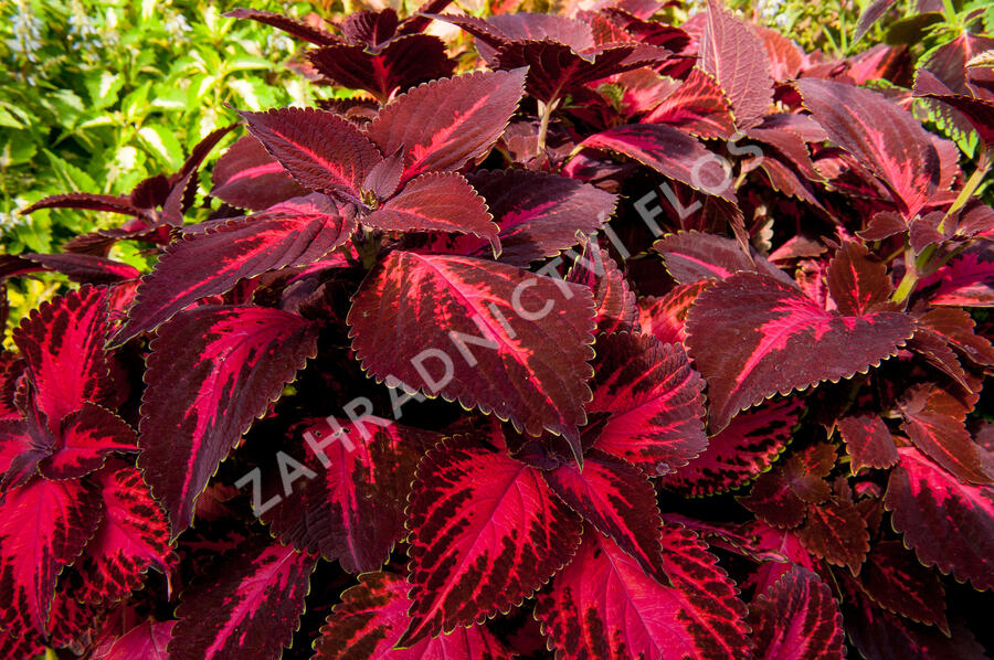 Pochvatec, Pokojová kopřiva 'King Henry' - Coleus blumei 'King Henry'