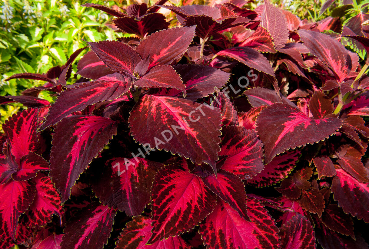 Pochvatec, Pokojová kopřiva 'King Henry' - Coleus blumei 'King Henry'