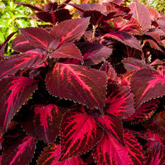 Pochvatec, Pokojová kopřiva 'King Henry' - Coleus blumei 'King Henry'