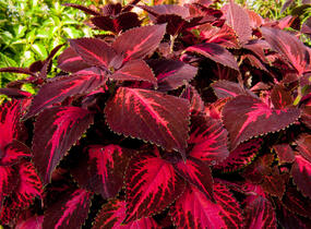Pochvatec, Pokojová kopřiva 'King Henry' - Coleus blumei 'King Henry'