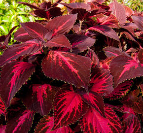 Pochvatec, Pokojová kopřiva 'King Henry' - Coleus blumei 'King Henry'