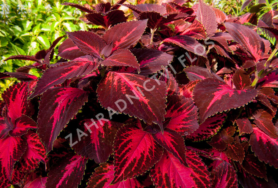 Pochvatec, Pokojová kopřiva 'King Henry' - Coleus blumei 'King Henry'