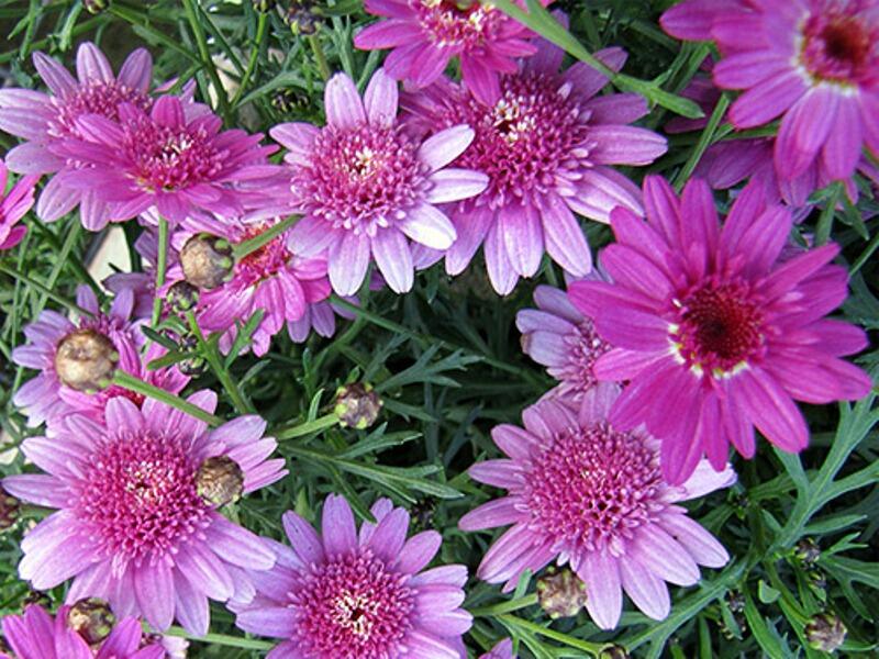 Kopretina pařížská 'Madeira Crested Violet' - Argyranthemum frutescens 'Madeira Crested Violet'