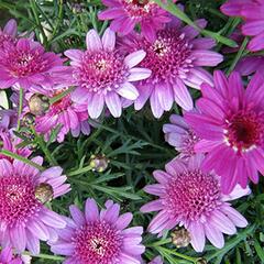 Kopretina pařížská 'Madeira Crested Violet' - Argyranthemum frutescens 'Madeira Crested Violet'