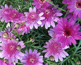 Kopretina pařížská 'Madeira Crested Violet'