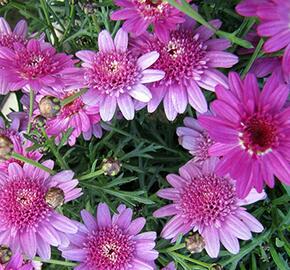 Kopretina pařížská 'Madeira Crested Violet' - Argyranthemum frutescens 'Madeira Crested Violet'