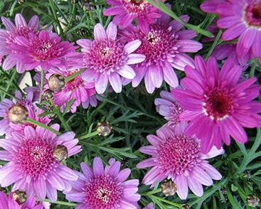 Kopretina pařížská 'Madeira Crested Violet'