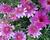 Kopretina pařížská 'Madeira Crested Violet'