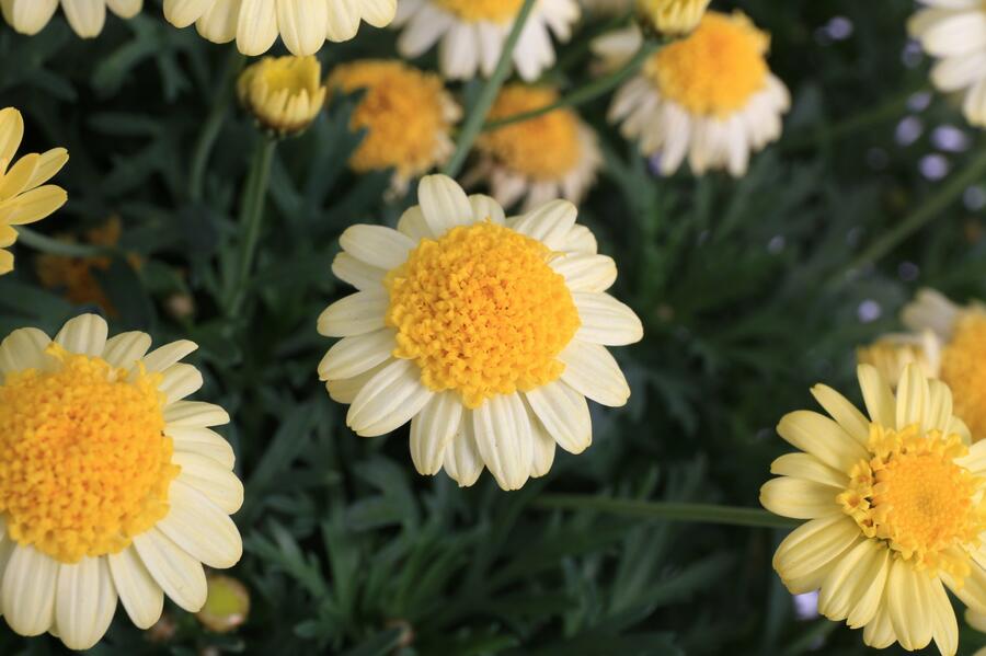 Kopretina pařížská 'Sole Mio' - Argyranthemum frutescens 'Sole Mio'