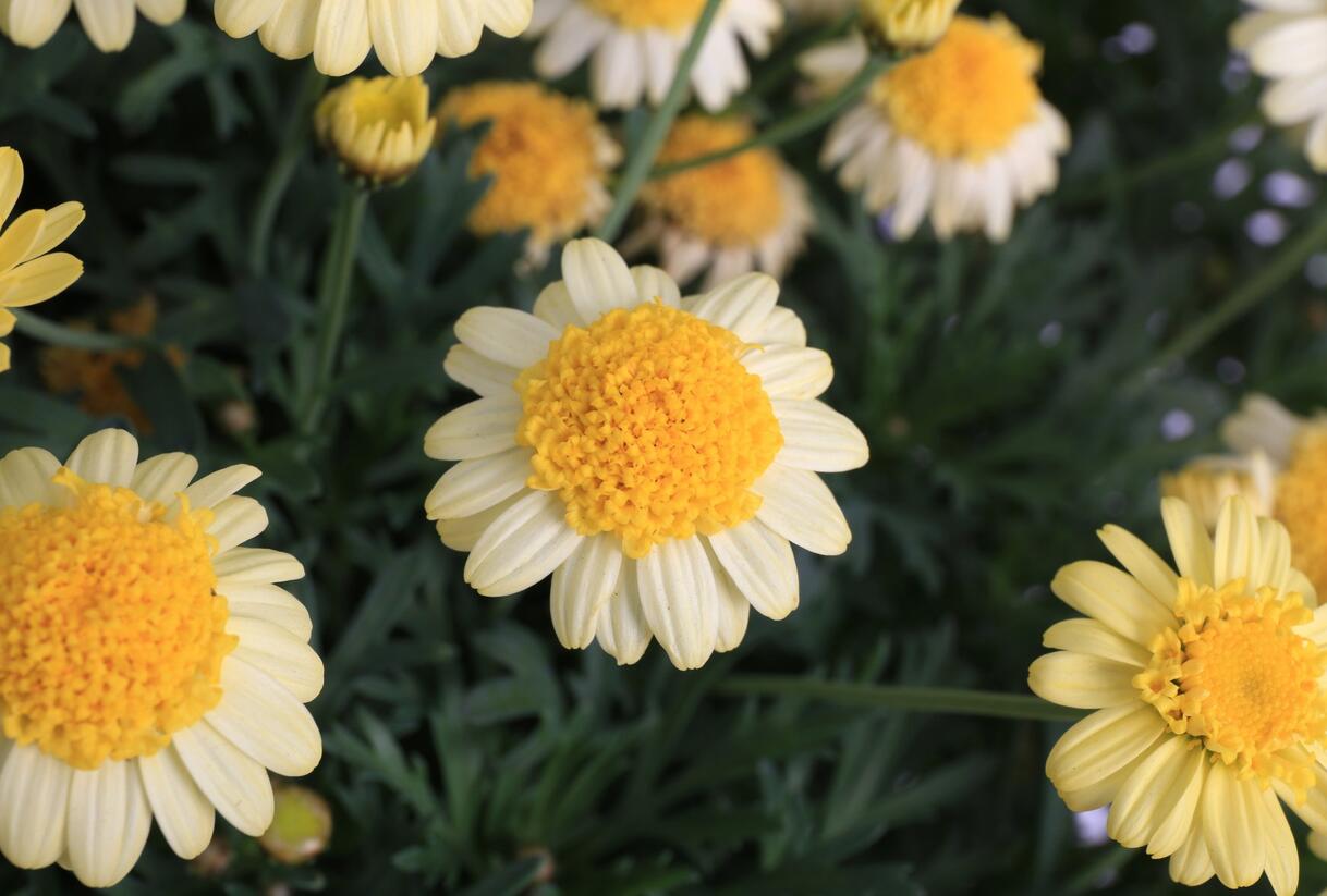 Kopretina pařížská 'Sole Mio' - Argyranthemum frutescens 'Sole Mio'