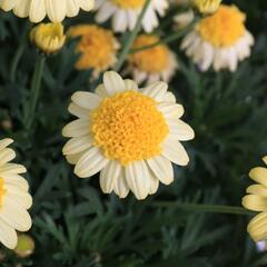 Kopretina pařížská 'Sole Mio' - Argyranthemum frutescens 'Sole Mio'