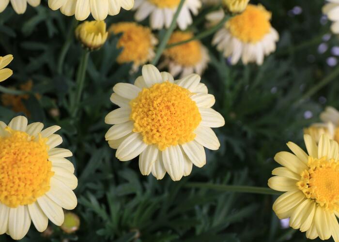 Kopretina pařížská 'Sole Mio' - Argyranthemum frutescens 'Sole Mio'