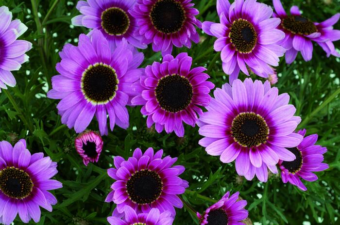 Kopretina pařížská 'Reflection Pink' - Argyranthemum frutescens 'Reflection Pink'