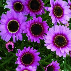 Kopretina pařížská 'Reflection Pink' - Argyranthemum frutescens 'Reflection Pink'