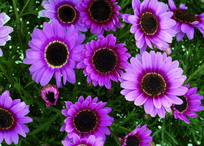 Kopretina pařížská 'Reflection Pink' - Argyranthemum frutescens 'Reflection Pink'