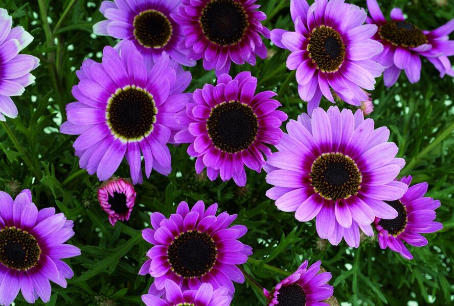 Kopretina pařížská 'Reflection Pink' - Argyranthemum frutescens 'Reflection Pink'