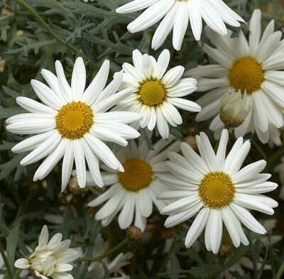 Kopretina pařížská 'Aramis Snow' - Argyranthemum frutescens 'Aramis Snow'