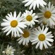 Kopretina pařížská 'Aramis Snow' - Argyranthemum frutescens 'Aramis Snow'