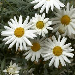 Kopretina pařížská 'Aramis Snow' - Argyranthemum frutescens 'Aramis Snow'