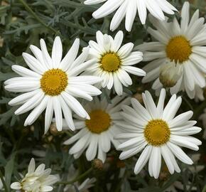 Kopretina pařížská 'Aramis Snow' - Argyranthemum frutescens 'Aramis Snow'