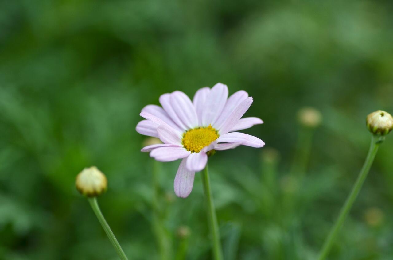 Kopretina pařížská 'Summit Pink' - Argyranthemum frutescens 'Summit ...