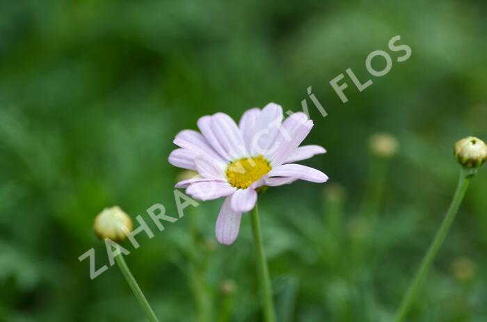 Kopretina pařížská 'Summit Pink' - Argyranthemum frutescens 'Summit Pink'