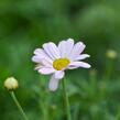 Kopretina pařížská 'Summit Pink' - Argyranthemum frutescens 'Summit Pink'