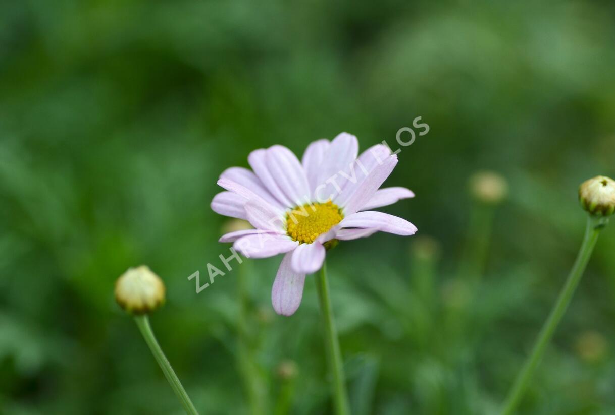 Kopretina pařížská 'Summit Pink' - Argyranthemum frutescens 'Summit Pink'