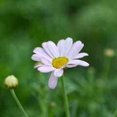 Kopretina pařížská 'Summit Pink' - Argyranthemum frutescens 'Summit Pink'