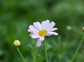 Kopretina pařížská 'Summit Pink' - Argyranthemum frutescens 'Summit Pink'