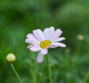 Kopretina pařížská 'Summit Pink' - Argyranthemum frutescens 'Summit Pink'