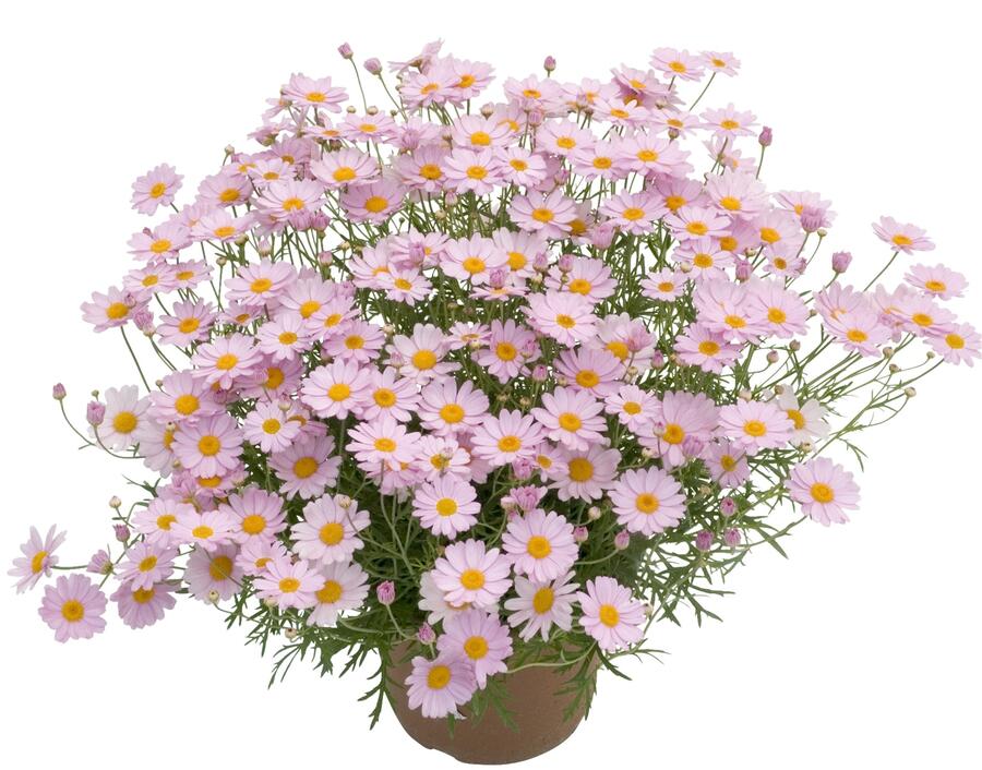 Kopretina pařížská 'Summit Pink' - Argyranthemum frutescens 'Summit Pink'