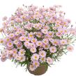 Kopretina pařížská 'Summit Pink' - Argyranthemum frutescens 'Summit Pink'